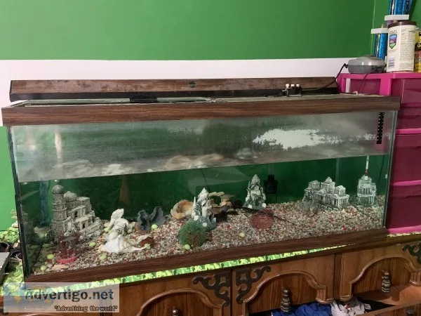 Fish Tank