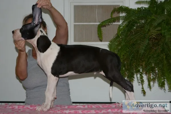 Great dane puppies