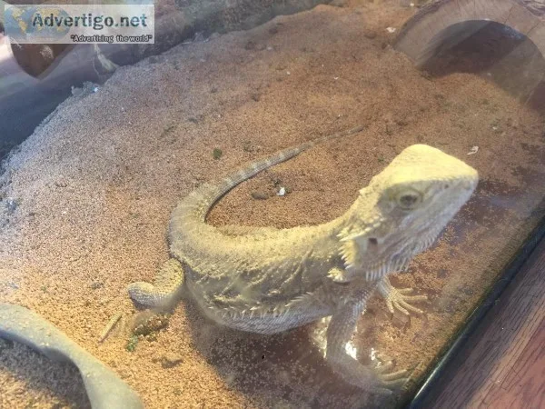 Bearded dragon