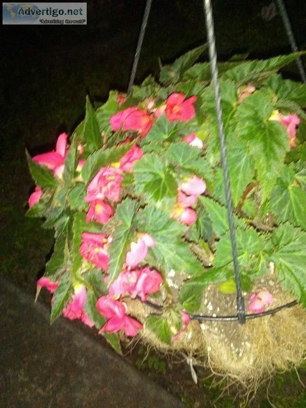 Specialty Flower Garden Design and Care