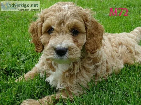 Cockapoo puppies