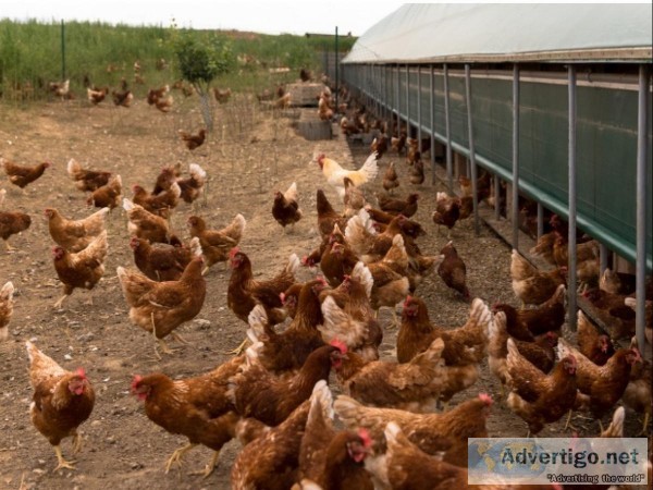 Different types of Poultry Farming in India