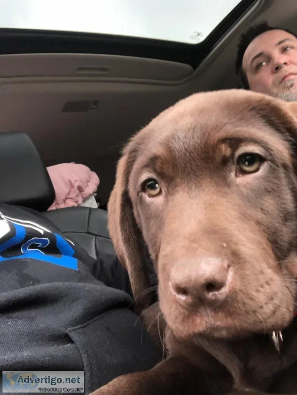 Chocolate lab pup