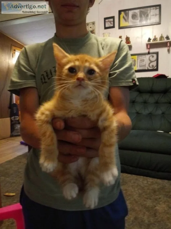 Rescue kittens
