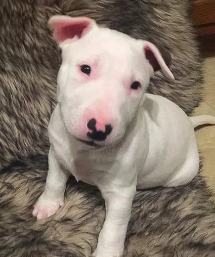Gorgeous Bull Terrier Puppies Looking For Caring Homes.