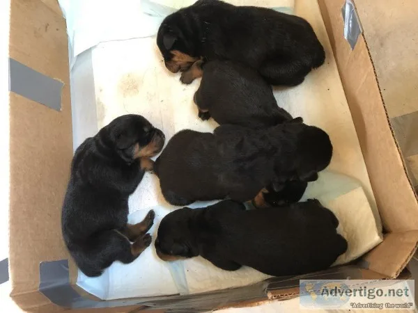 Rottweiler Puppies For Sale