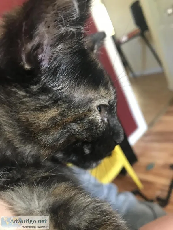 tortoiseshell Male rare