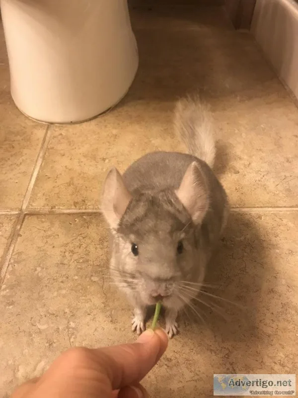 Female Chinchilla - 6 months old
