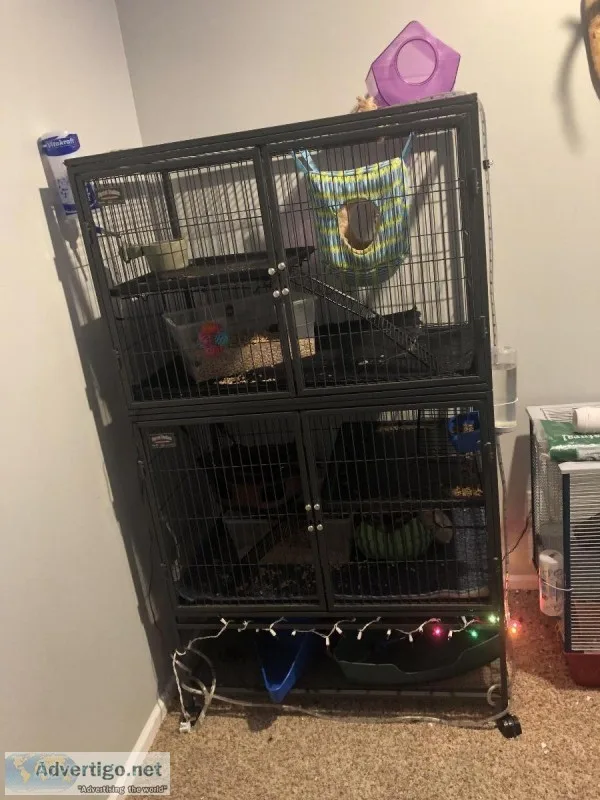 2 Hedgehogs 3 ferrets 2 chinchillas