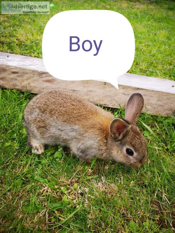 Netherland Dwarf