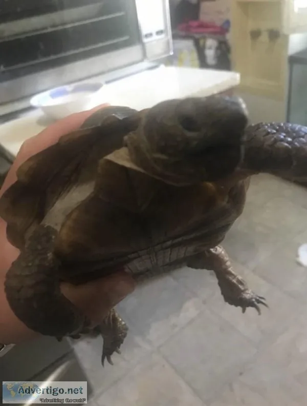 Desert tortoise