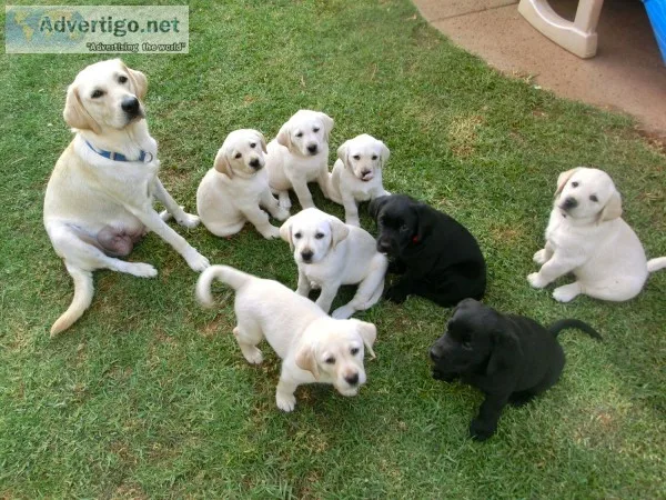 Labrador retriever puppies for sale