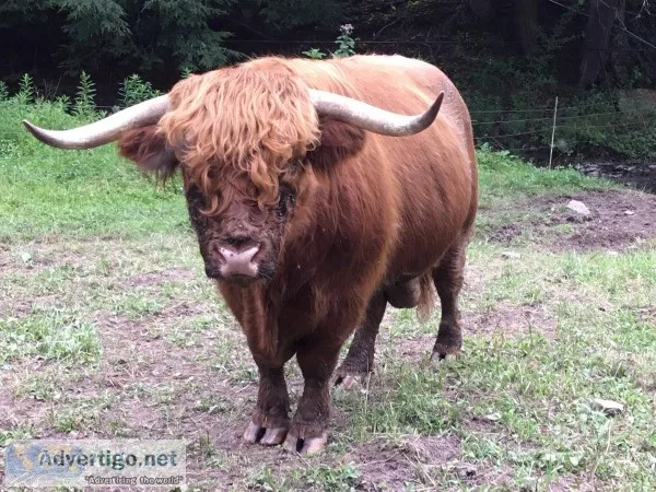 Scottish Highland Cows