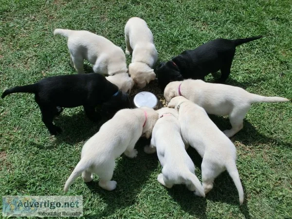 Labrador retriever puppies for sale