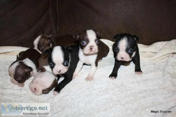  Beautiful Top Quality Boston Terrier Puppies