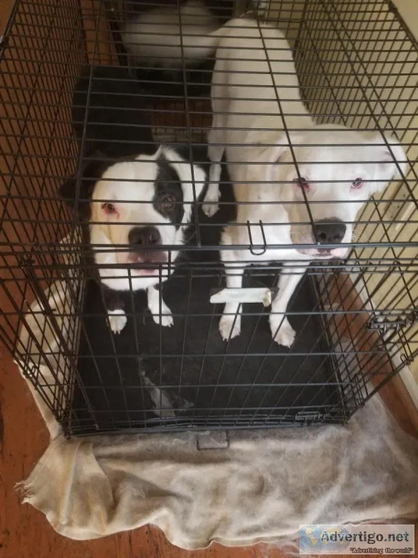 2 beautiful dogs