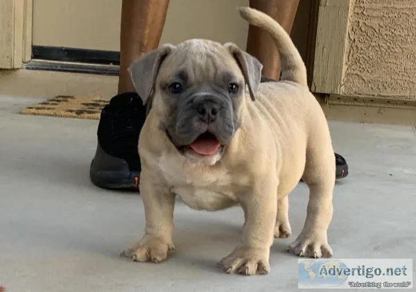 Exotic Bully