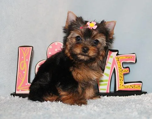 Micro Tiny Teacup Yorkie Puppy Girl (Sadie)