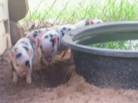 Potbelly Piglets 2 males