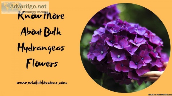 Know More About Bulk Hydrangeas Flowers
