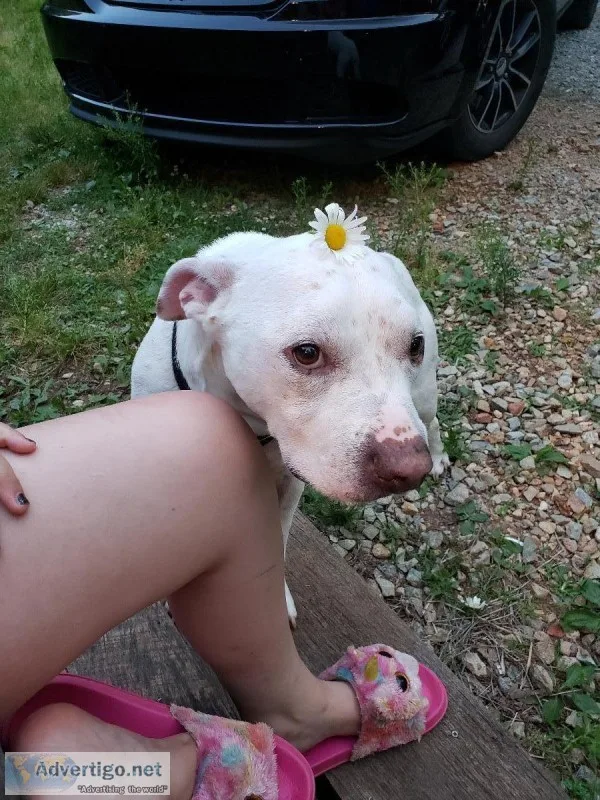 Free pit bull