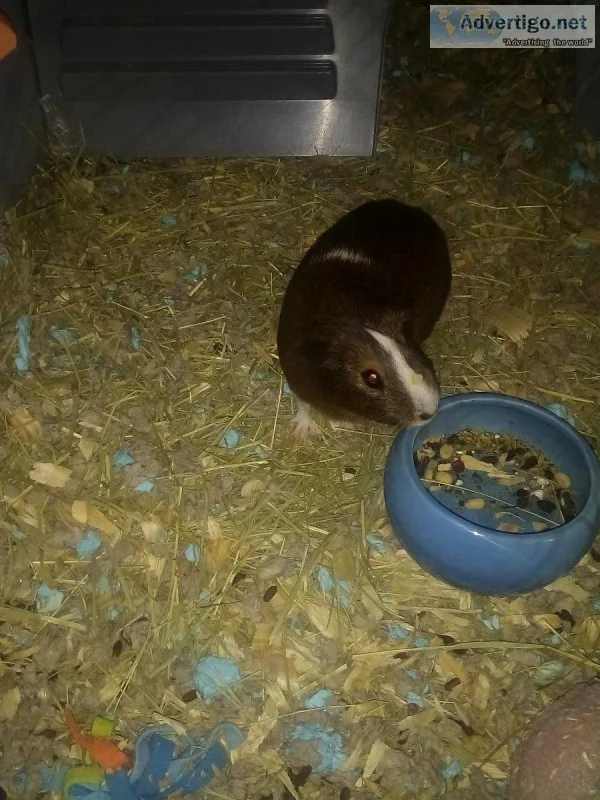Female guinea pig