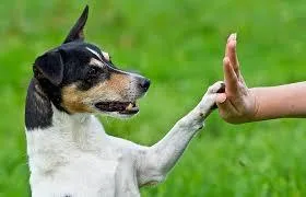 Show your pets some love