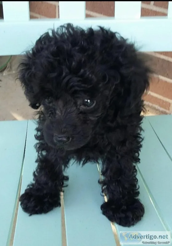 Yea Cup Poodle