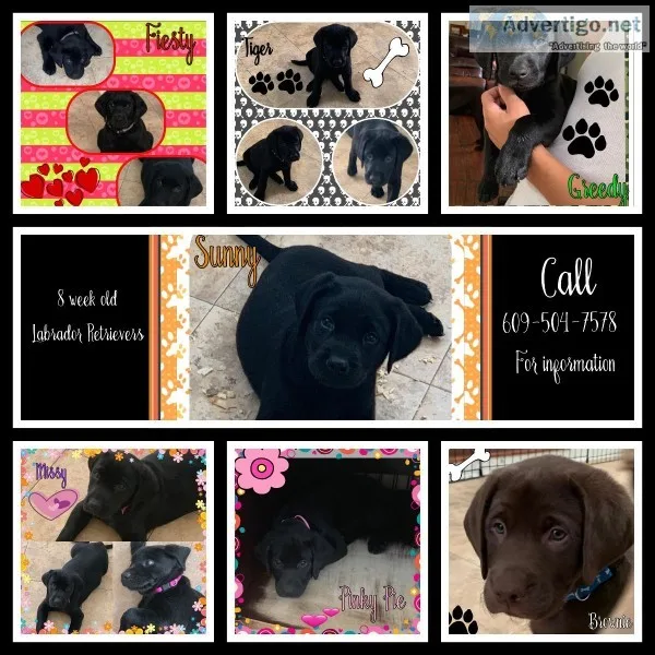 Puppy Labrador retrievers