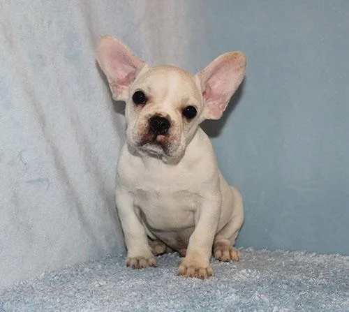 French Bulldog Puppy Boy (Wade)