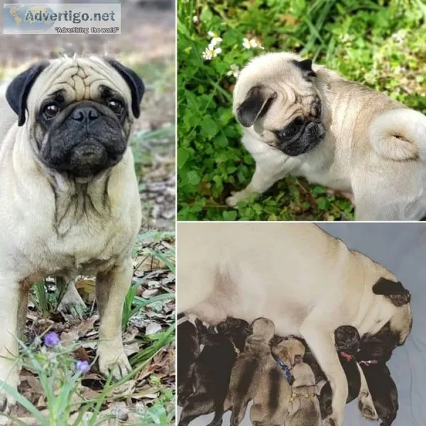 Pug puppies Central Florida