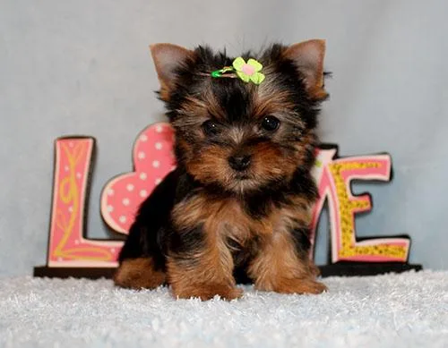 Micro Tiny Teacup Yorkie Puppy Girl (Tessa)