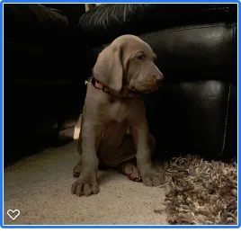 Weimaraner Puppies