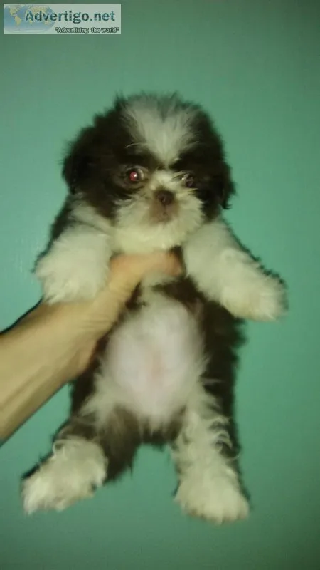 Shih tzu pups