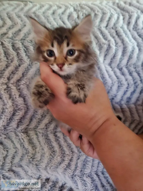 American Bobtail Kittens