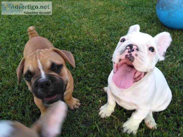 AKC French Bulldog puppies