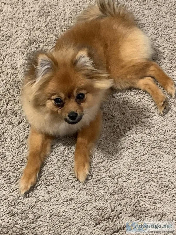 Pomeranian puppy