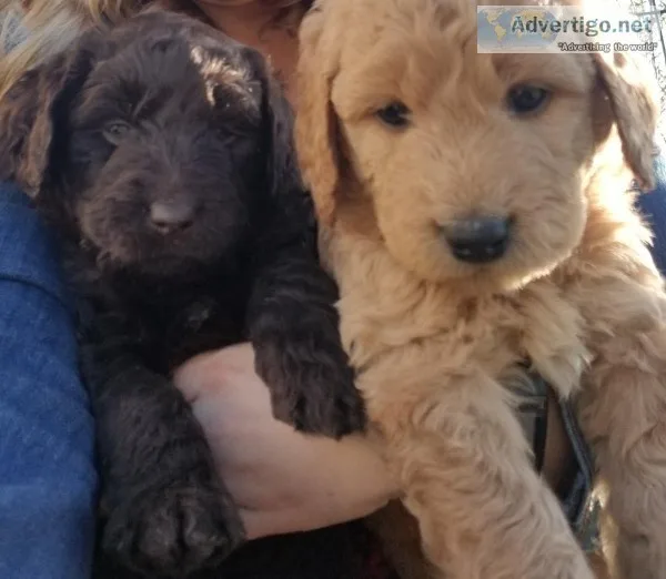 Adorable F1b Labradoodle puppies 5 weeks old