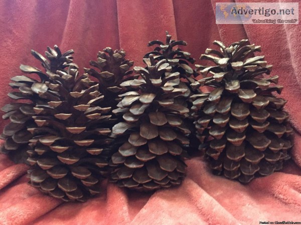 Beautiful pine cones
