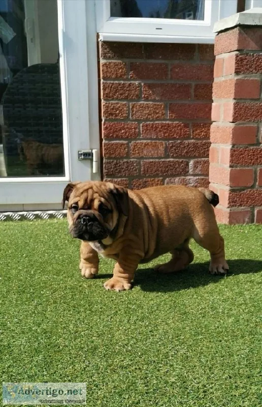 Adorable pup for a new home
