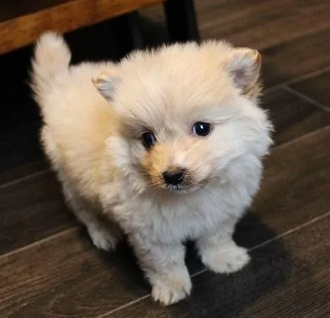 Lovely Pomeranian Puppies Needing Loving Homes.