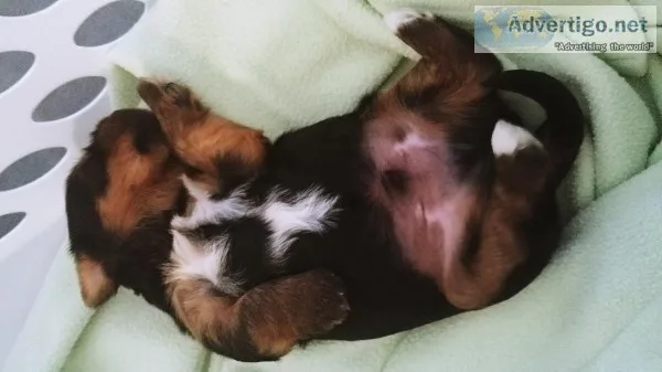 Adorable male tri color yorkie