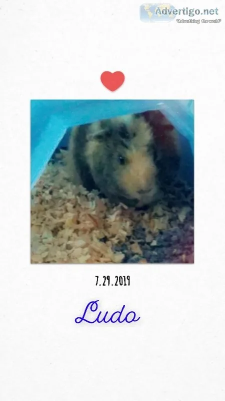 Youngbaby Guinea Pig can fit in your hand