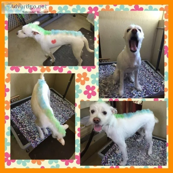 Dog grooming