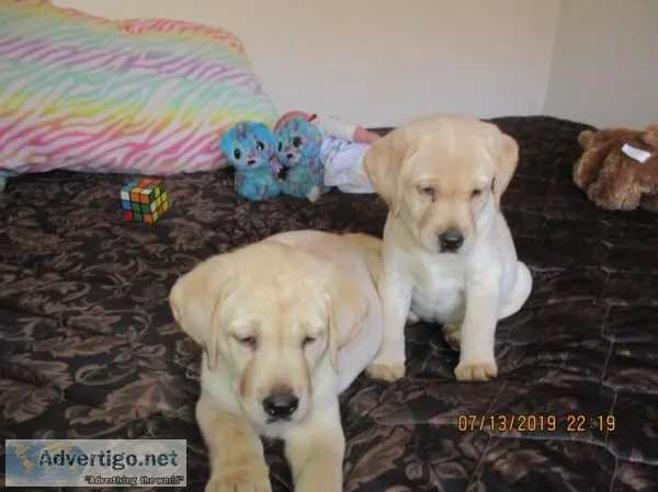 Yellow AKC Puppies