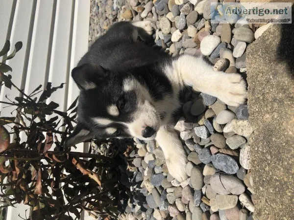 AKC Siberian husky puppies