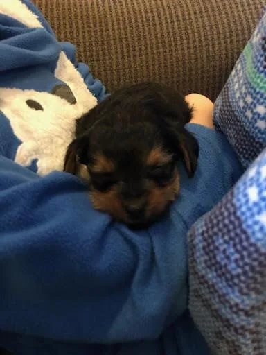Yorkie puppies