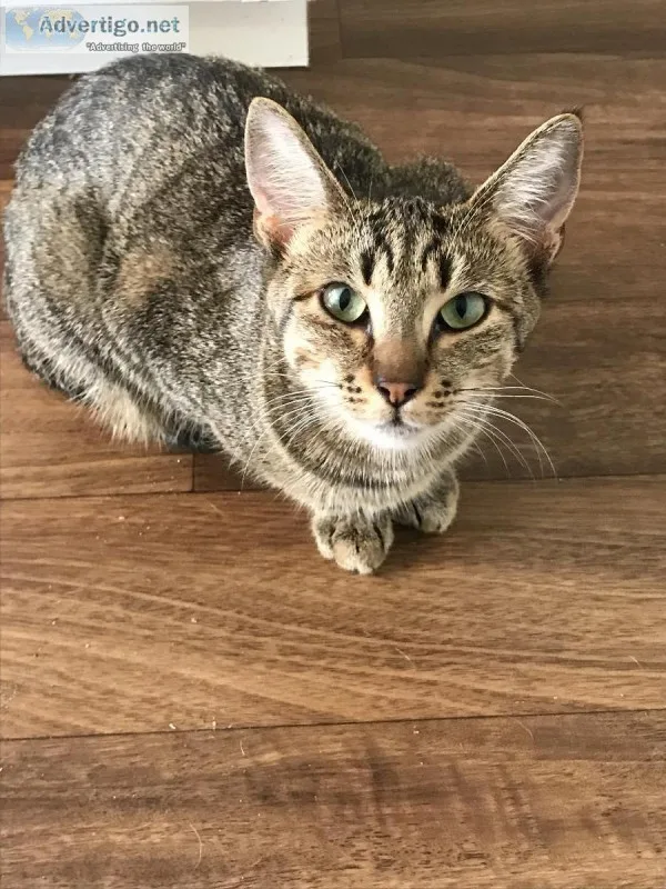 Free female cat