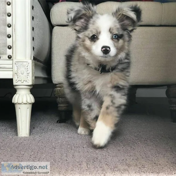Cuddling Loving Puppy....