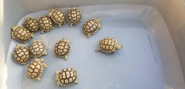 Freshly hatched baby Sulcata tortoises